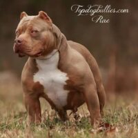 TopDogBullies Rhea