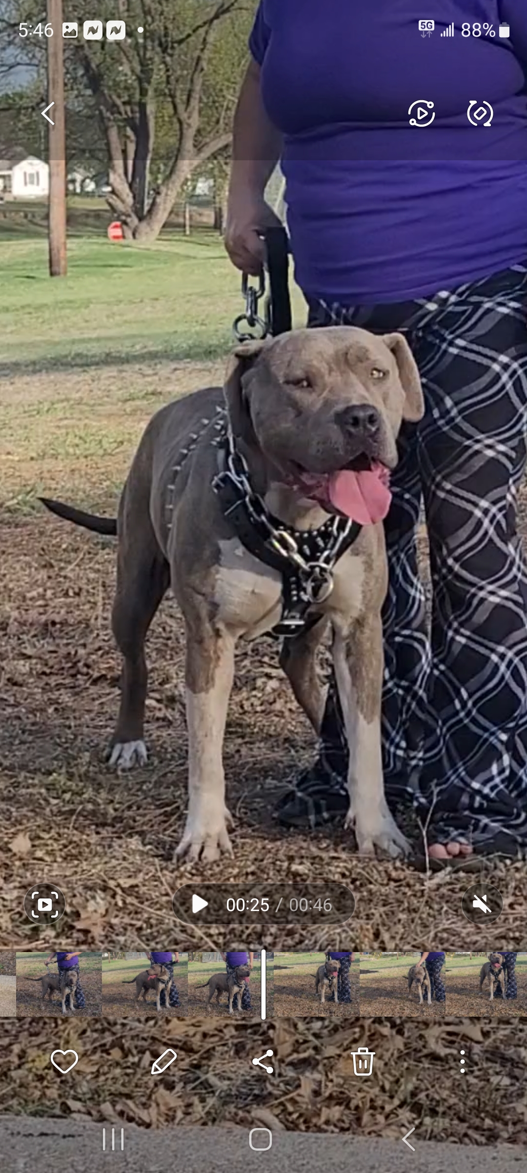 Dog Featured Image