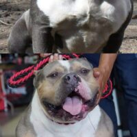 KOTG Betty Boop x TBK’s Q2