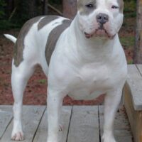 MBB Georgia