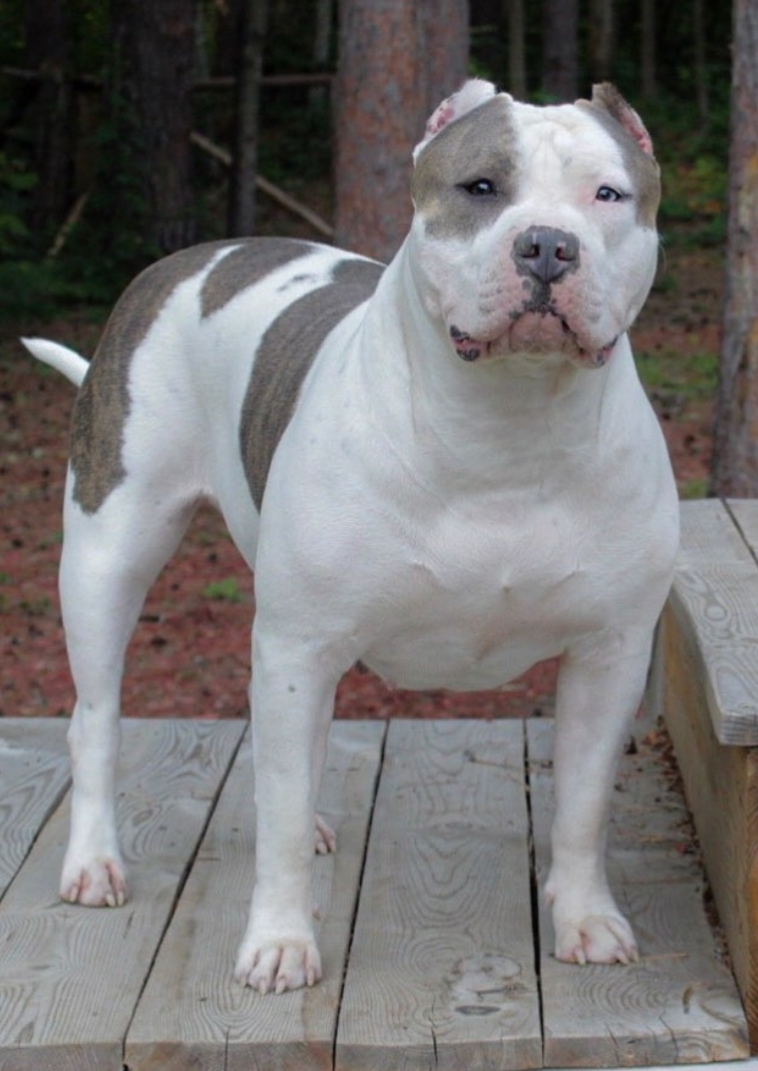 Dog Featured Image