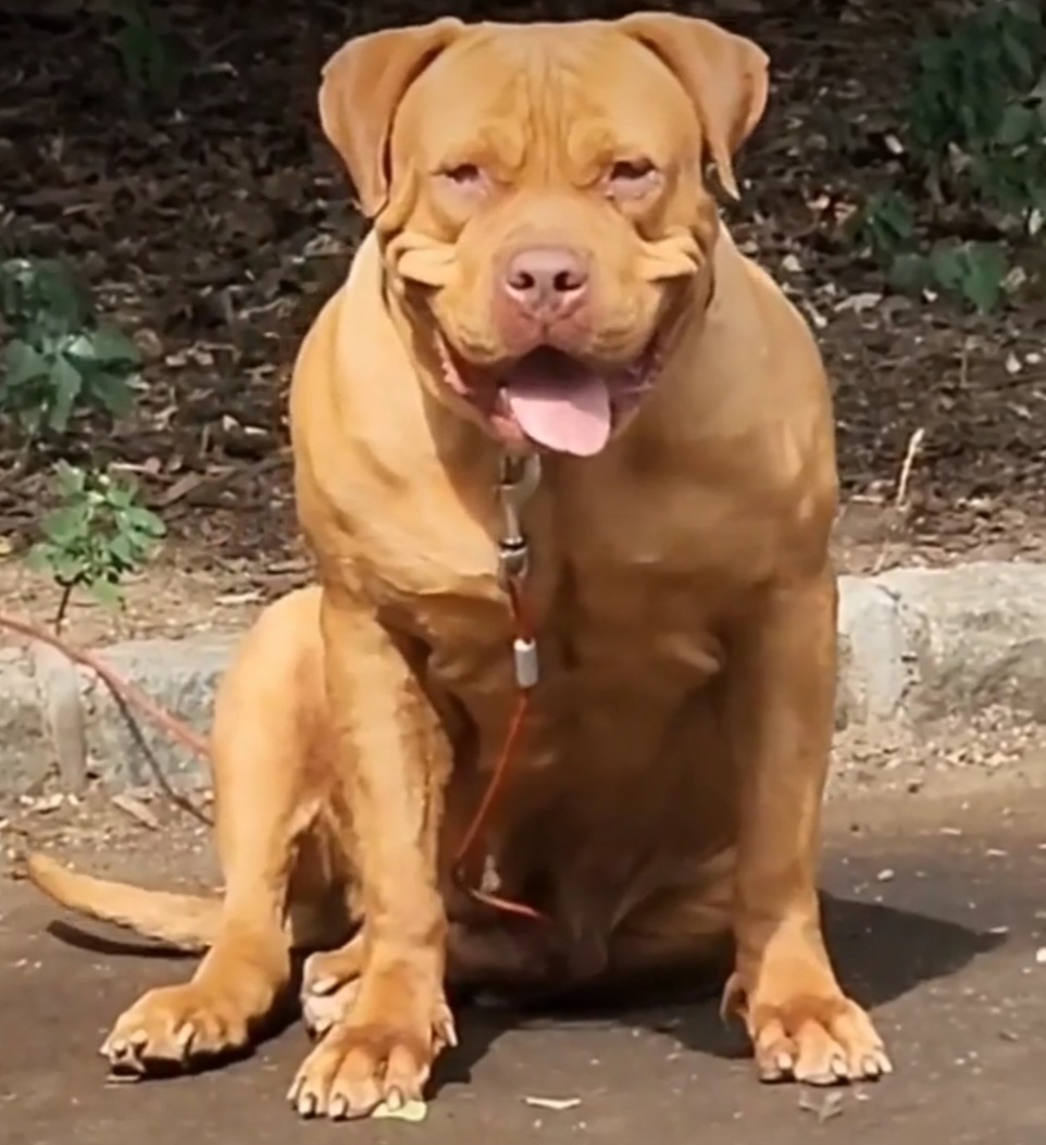 Dog Featured Image
