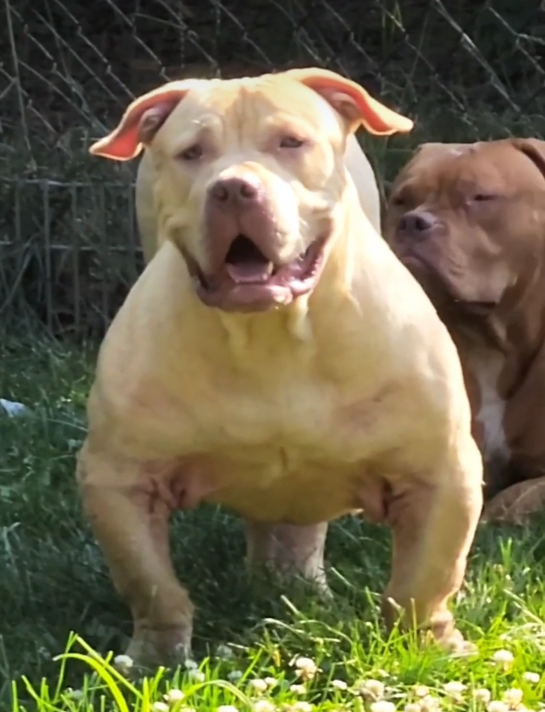 Dog Featured Image