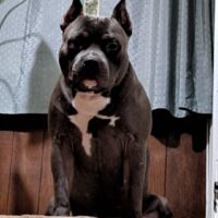 Big war kennel El Diezel