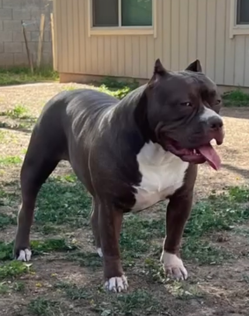 Dog Featured Image