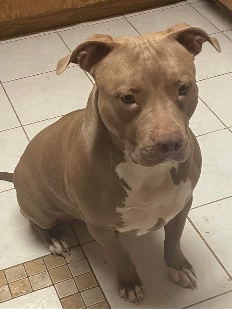 Dog Featured Image