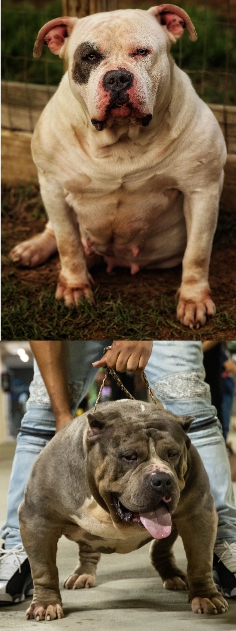 Dog Featured Image