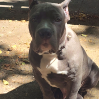 King Rocky