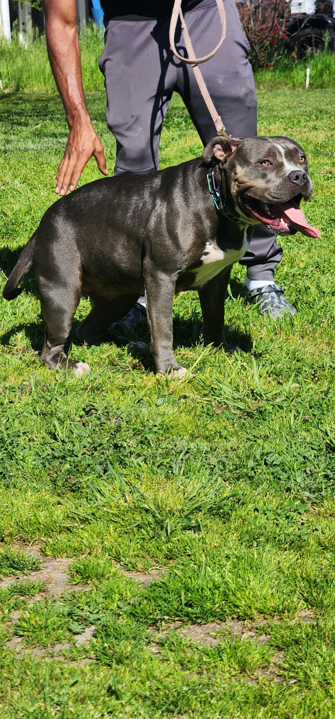Dog Featured Image