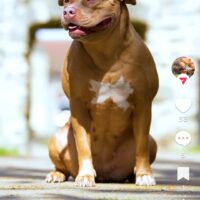 Bullybrothers ember