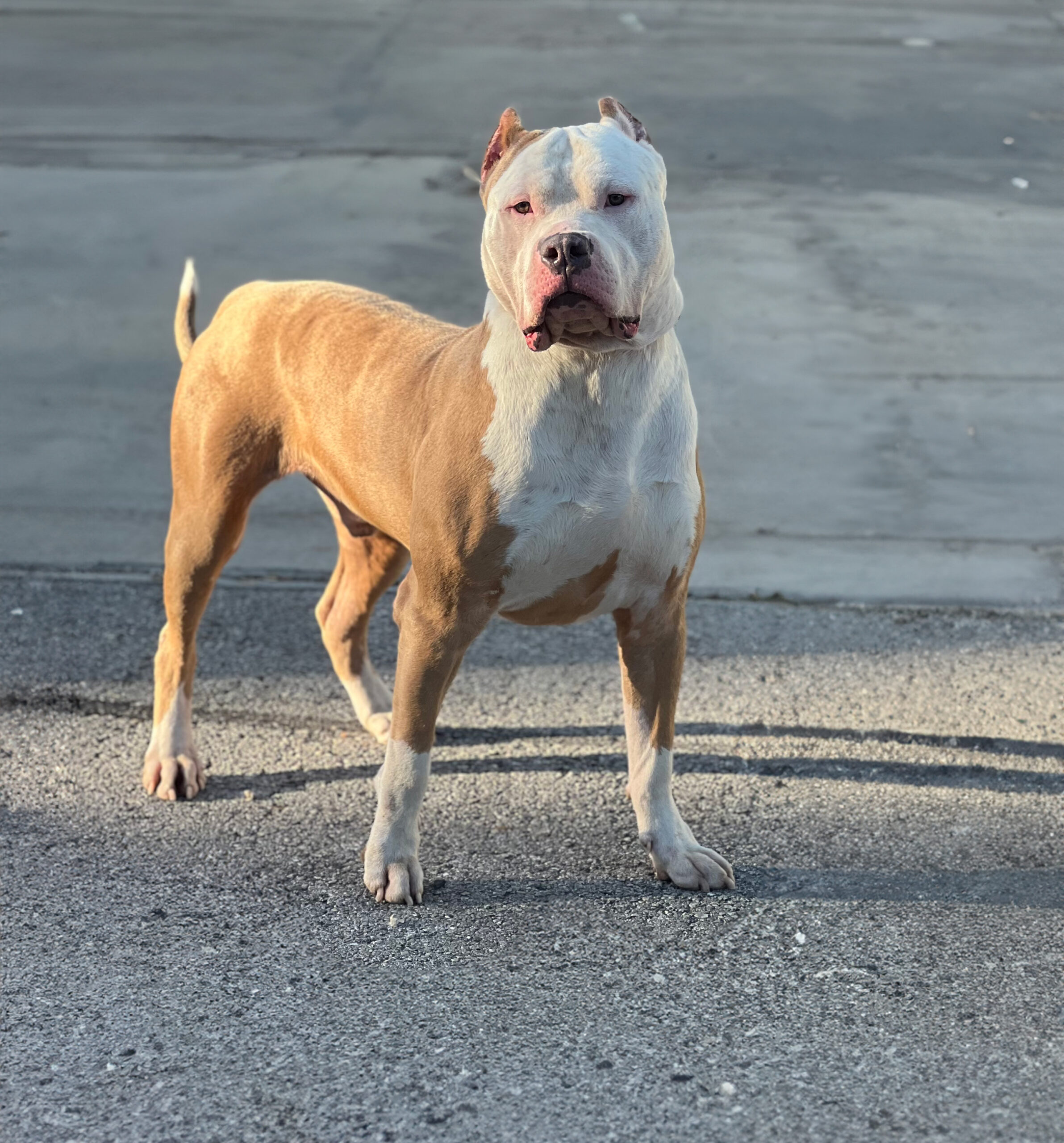 Dog Featured Image