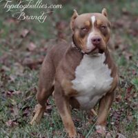 TopDogBullies Brandy