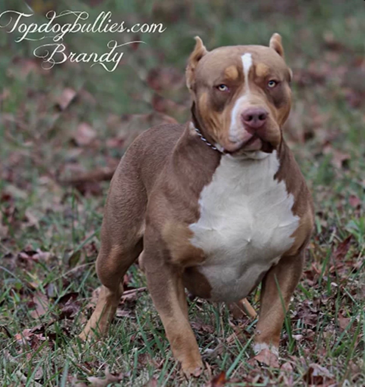 Dog Featured Image
