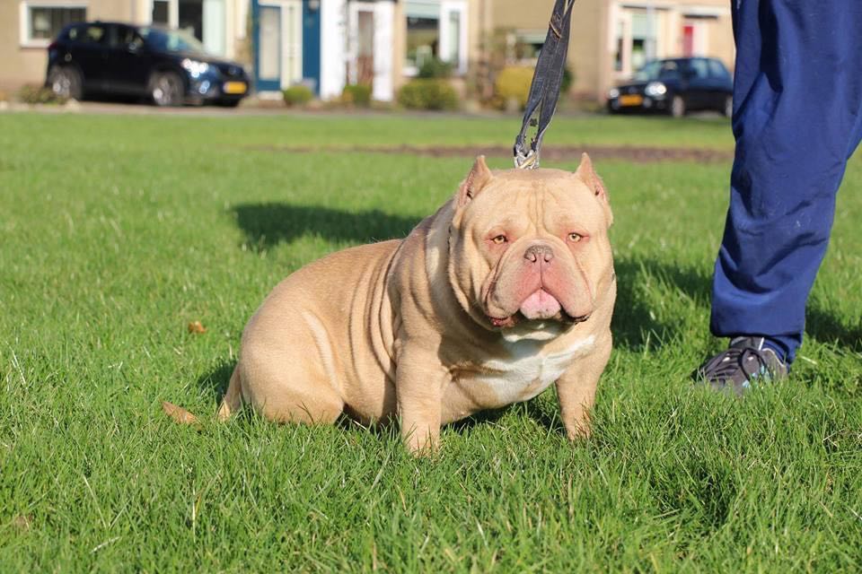 Dog Featured Image
