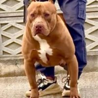 TINA BULLYKENNEL-LILI