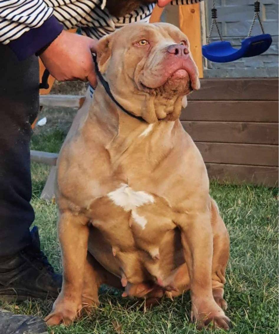 Dog Featured Image