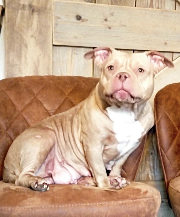 Dog Featured Image