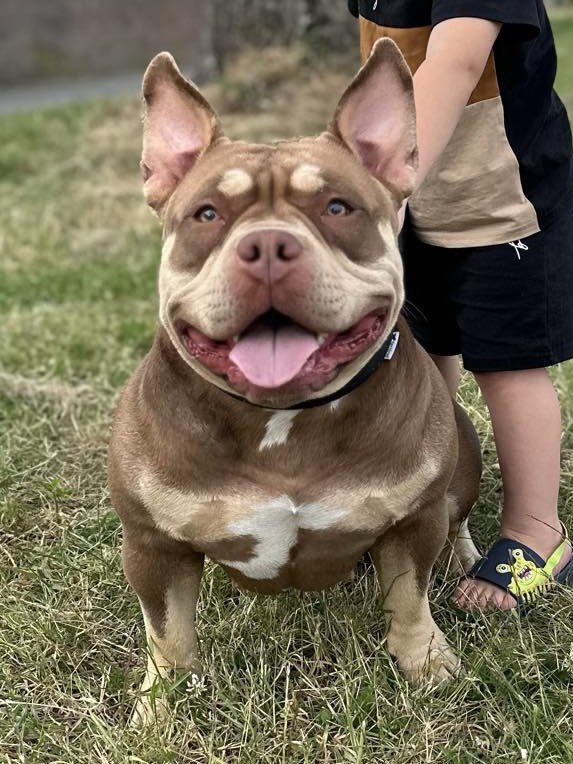 Dog Featured Image