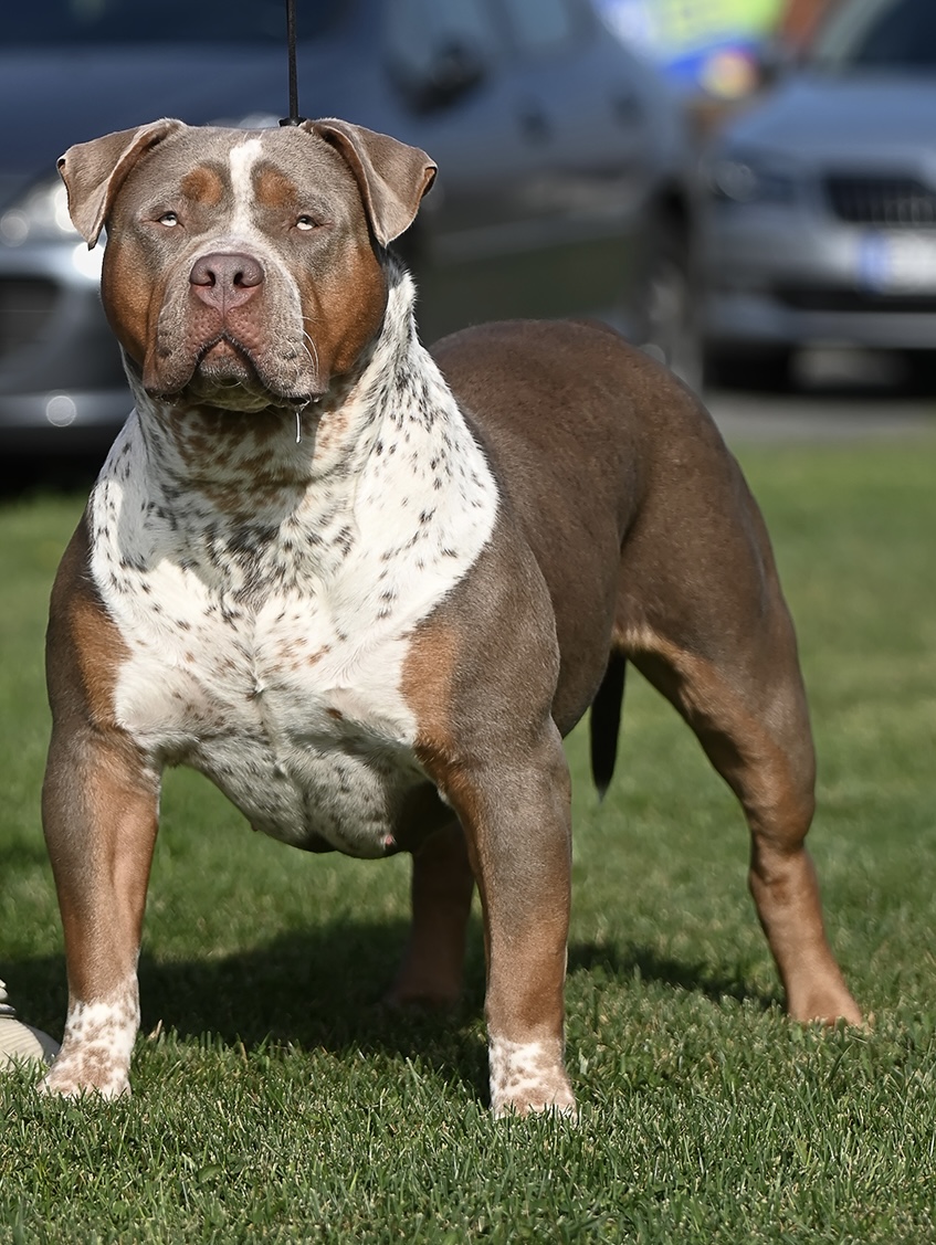 Dog Featured Image