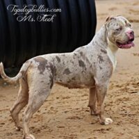 TopDogBullies Fleek
