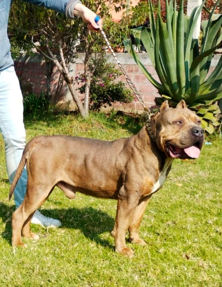 Dog Featured Image