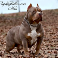 TopDogBullies Loch Ness ( Nessi )