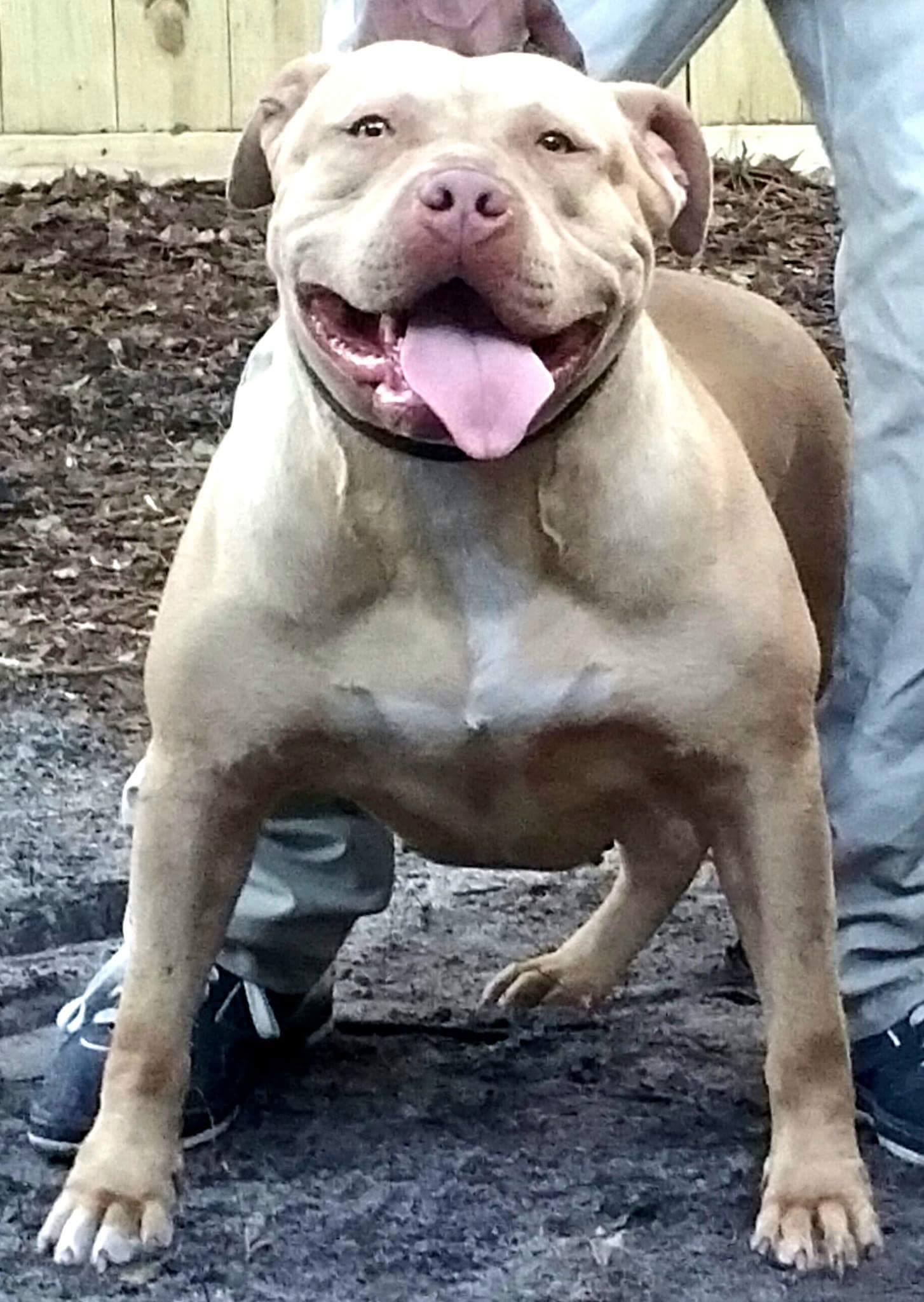Dog Featured Image