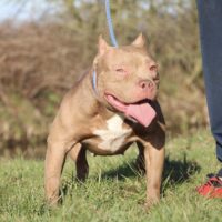 American Dream Bullys Miss Red Bull