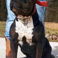 GatorHead Bullies TITAN