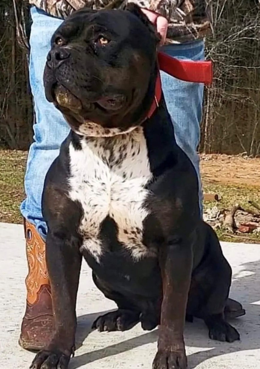 Dog Featured Image