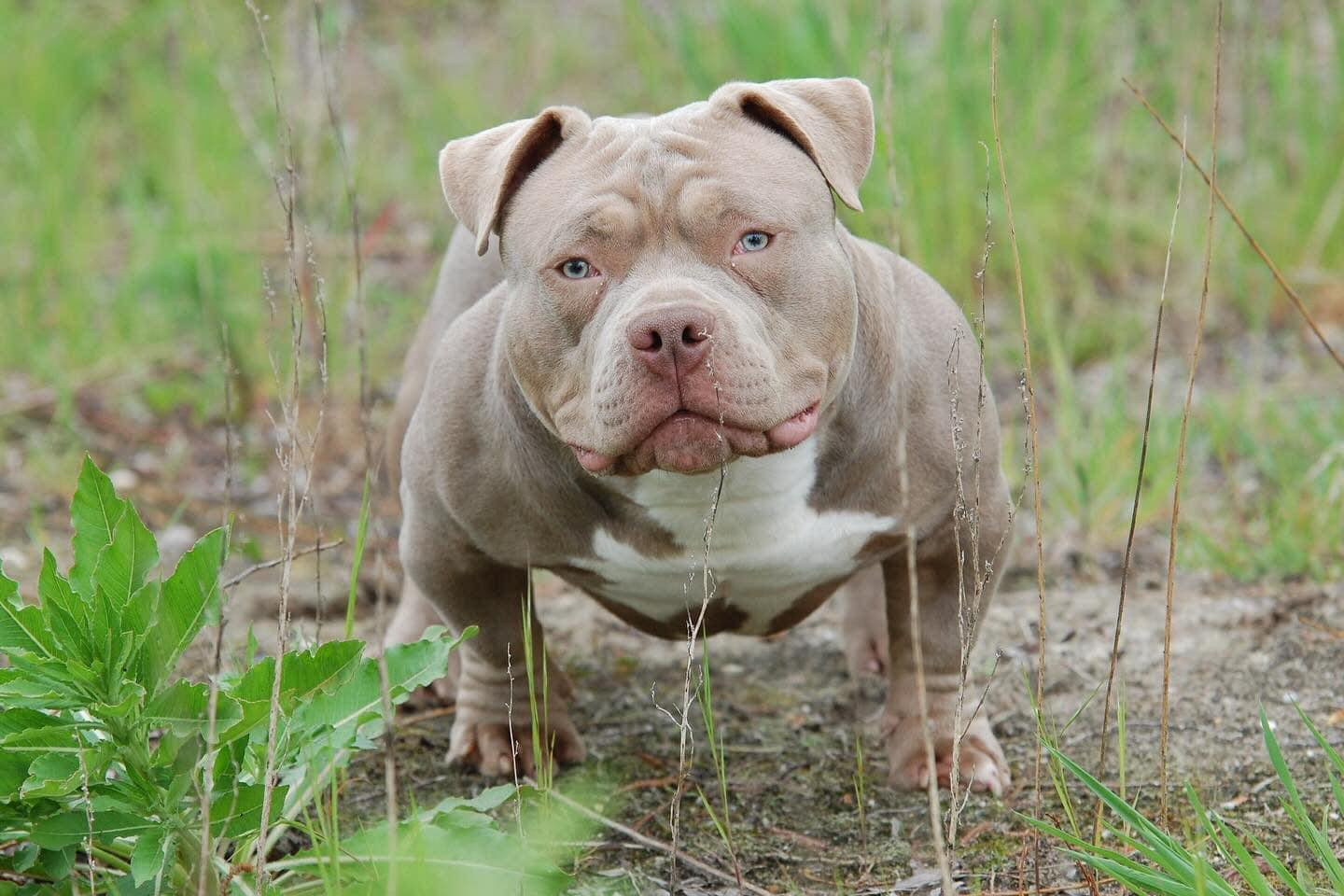 Dog Featured Image