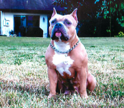 Dog Featured Image