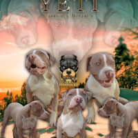 RKBULLY (YETI)
