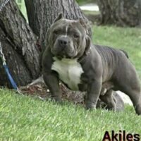 INDEPENDENT BULLY’S AKILES