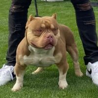Bullethead‘S Simba