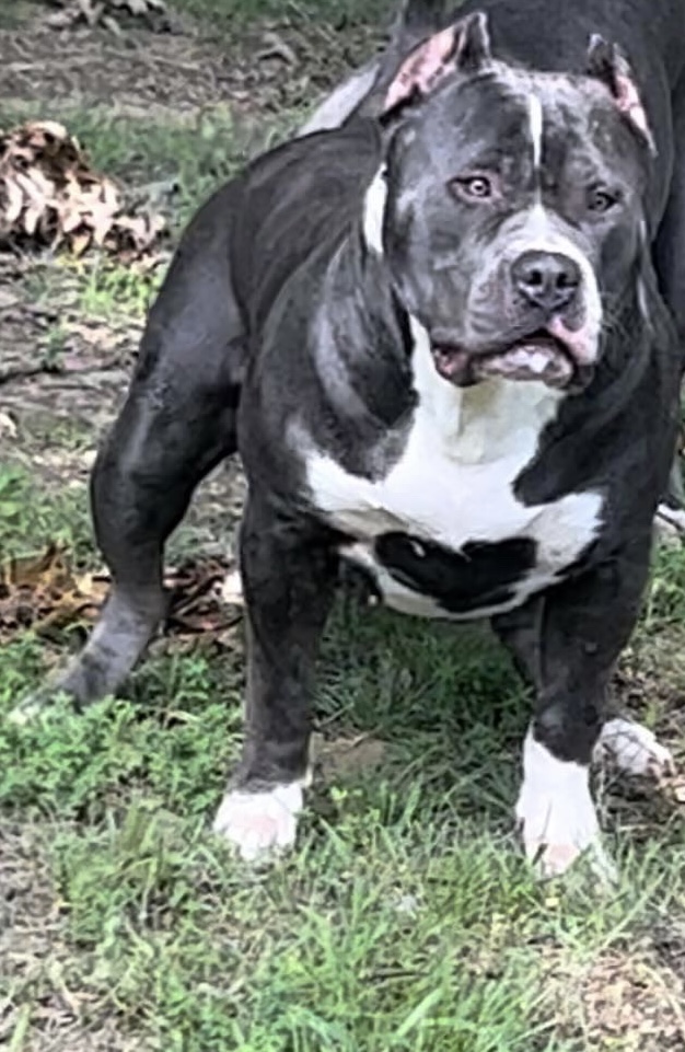 Dog Featured Image