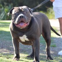 Loyal Beast Bullys POSEIDON