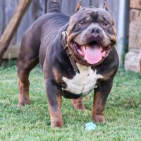 Xxclusive Kennels “Areszilla”