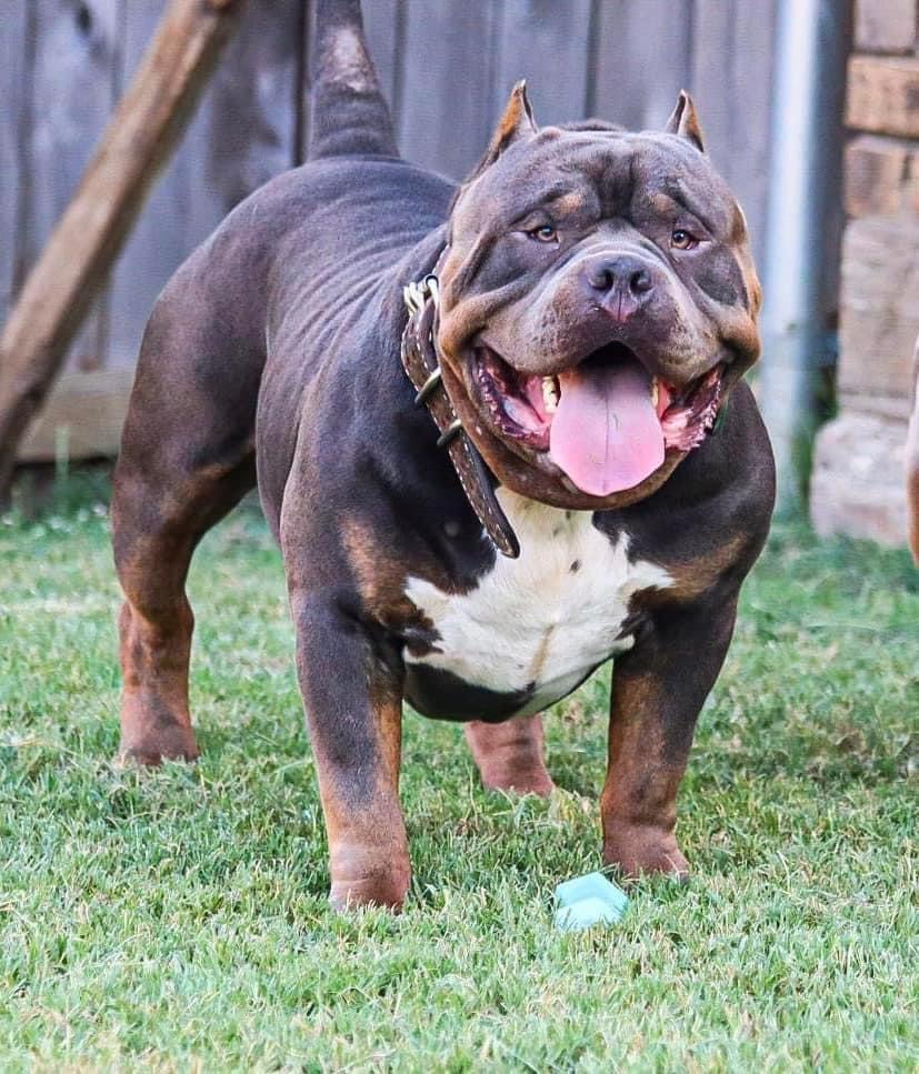 Dog Featured Image