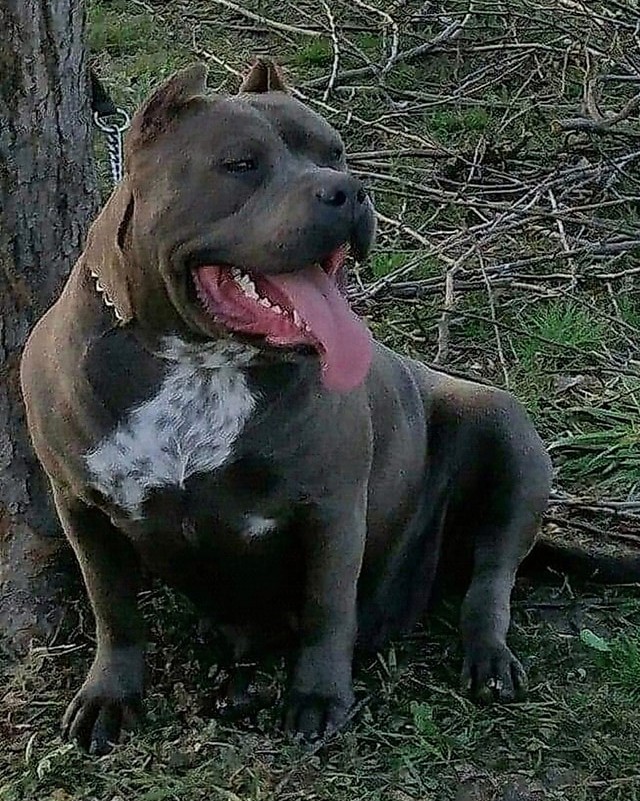 Dog Featured Image