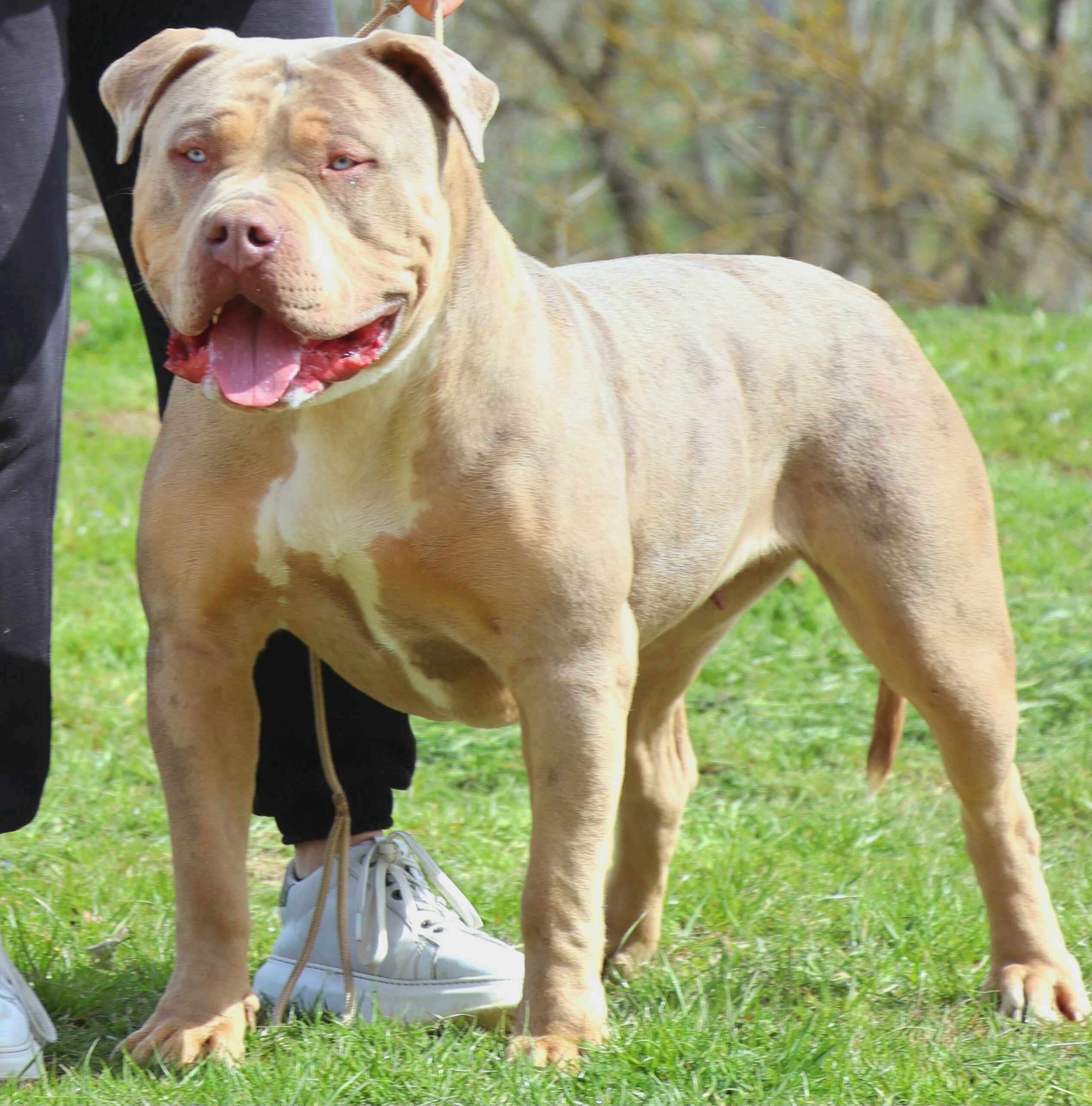 Dog Featured Image