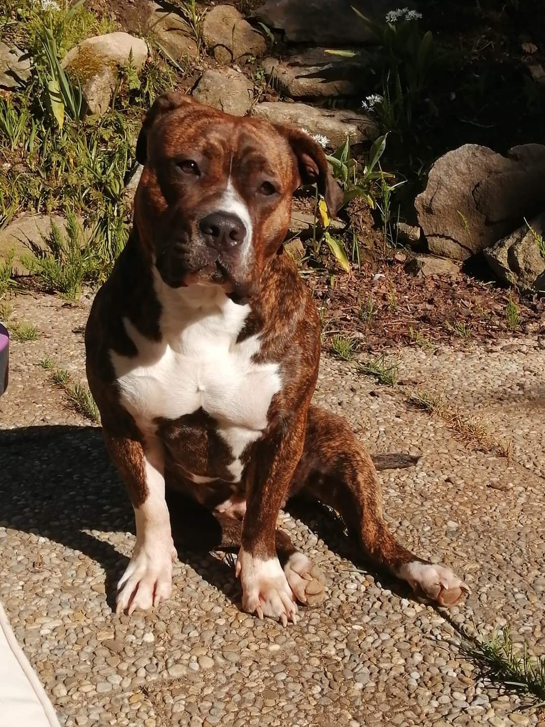 Dog Featured Image