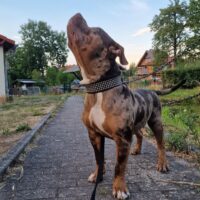 GERMAN BEAST BULLZ BOUNTY