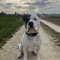 GERMAN BEAST BULLZ LOKI