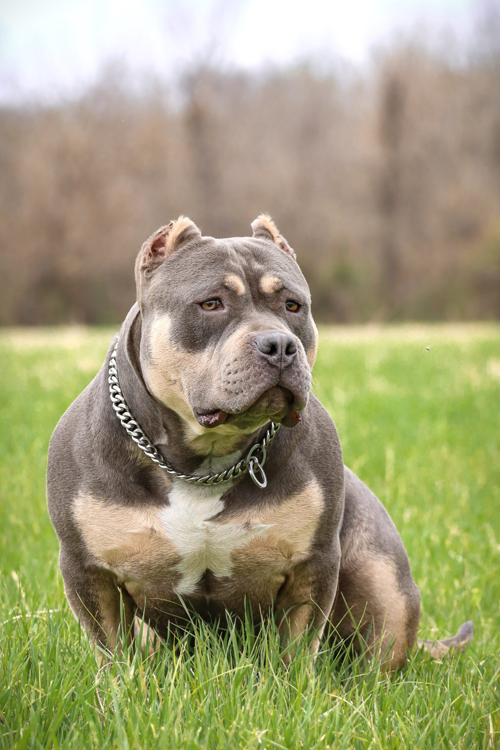 Dog Featured Image