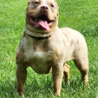MBK’s Knockout of Barn Bullys