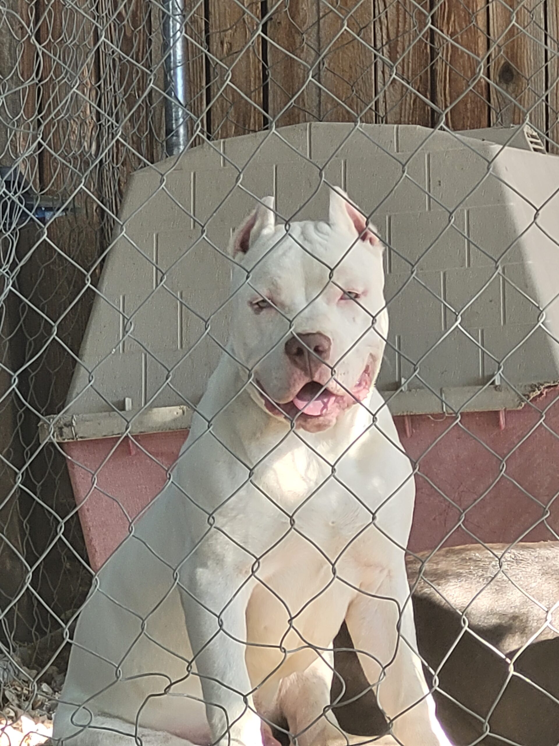 Dog Featured Image
