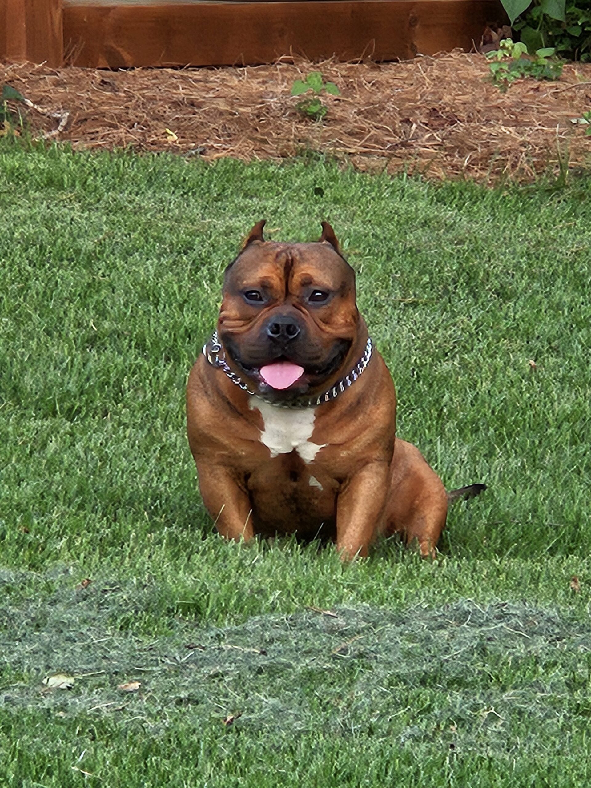 Dog Featured Image
