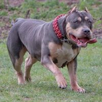 BullyBarn’s Vendetta