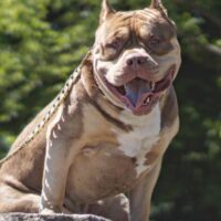 Borough Bully Kennel’s Oso